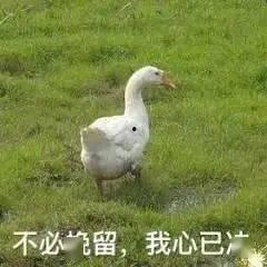 抖音网红大鹅 爆料网吃瓜黑料反差入口,网吃瓜黑料与反差萌入口大揭秘
