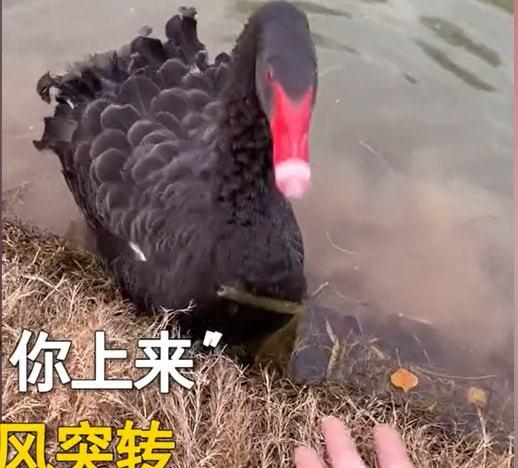 抖音网红大鹅 爆料网吃瓜黑料反差入口,网吃瓜黑料与反差萌入口大揭秘