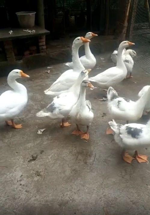 抖音网红大鹅 爆料网吃瓜黑料反差入口,网吃瓜黑料与反差萌入口大揭秘